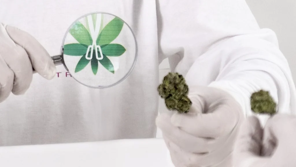 אקסטרימר קנאביס ניהול תפעול וכוח אדם