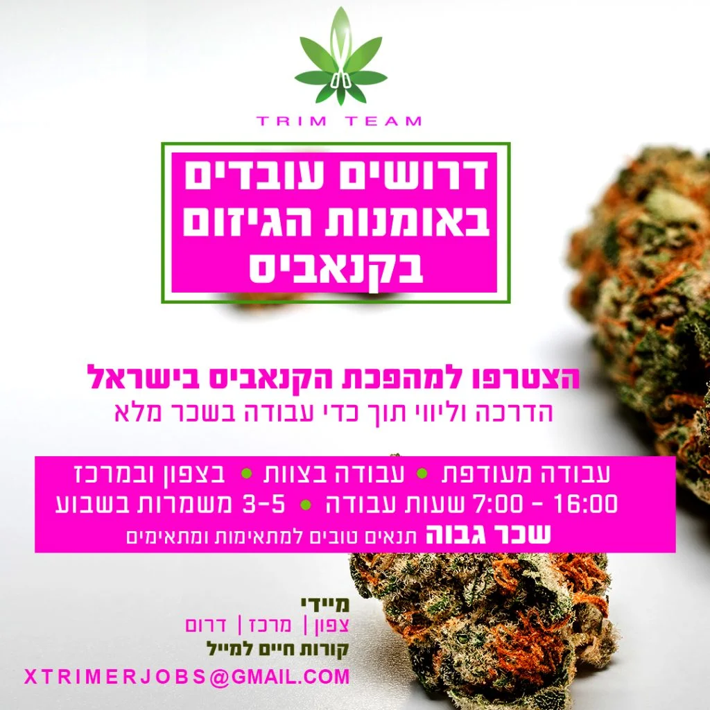 מודעת דרושים דרושים עובדים באומנות גיזום הקנאביס